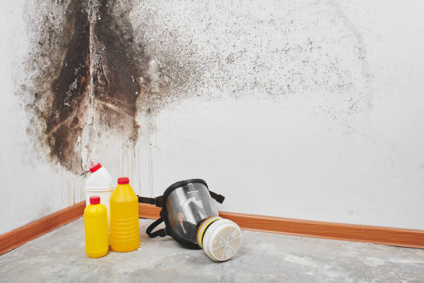 Best Best Mold Removal Companies  in Houghton, NY