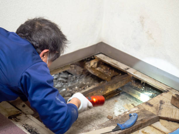 Best Water Damage Restoration  in Houghton, NY
