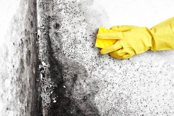 Best Local Mold Removal Service  in Houghton, NY