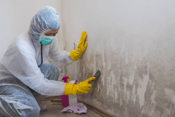 Best Local Mold Removal Service  in Houghton, NY