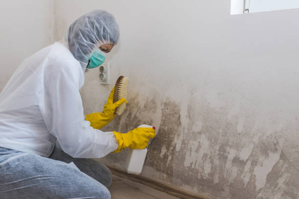 Best Mold Damage Repair  in Houghton, NY