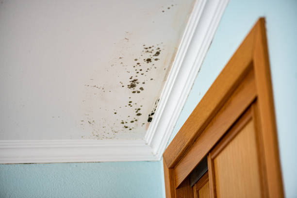 Best Commercial Mold Removal  in Houghton, NY