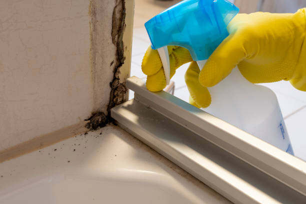 Mold Testing and Removal in Houghton, NY