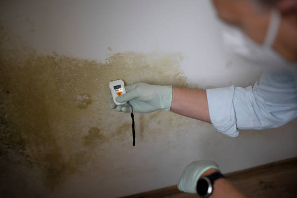 Best Office Mold Removal Services  in Houghton, NY