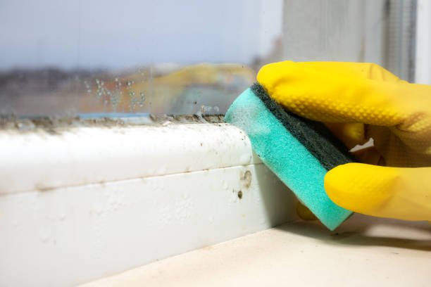 Best Home Mold Removal  in Houghton, NY