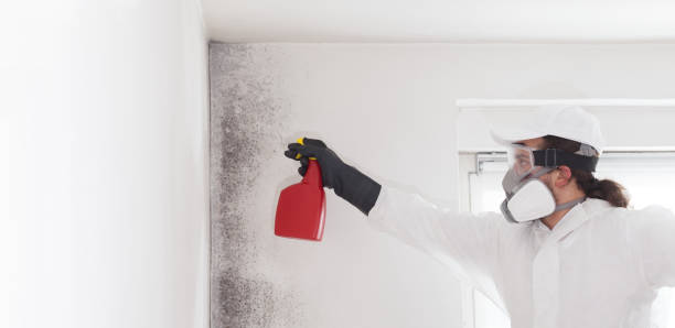 Best Mold Remediation Services  in Houghton, NY