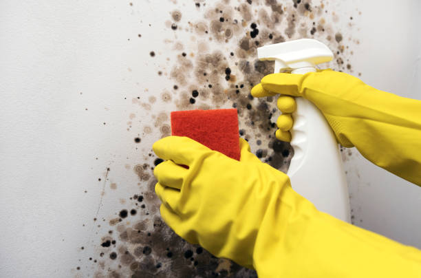 Best Fast Mold Removal  in Houghton, NY