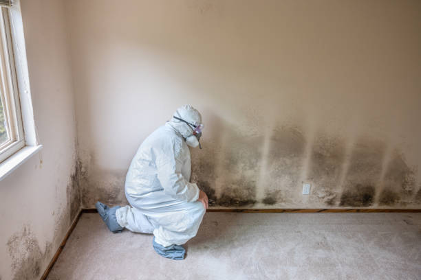 Best Mold Cleaning Services  in Houghton, NY