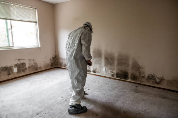 Best Black Mold Removal  in Houghton, NY