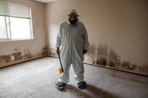 Best Certified Mold Removal  in Houghton, NY