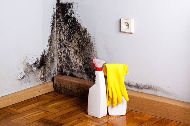 Best Mold Cleaning Services  in Houghton, NY