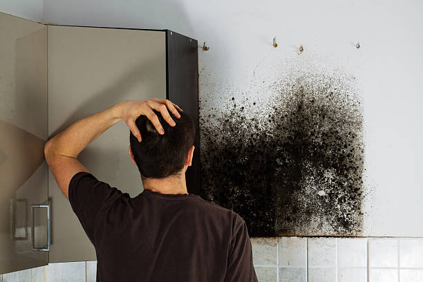 Best Mold Removal Process  in Houghton, NY